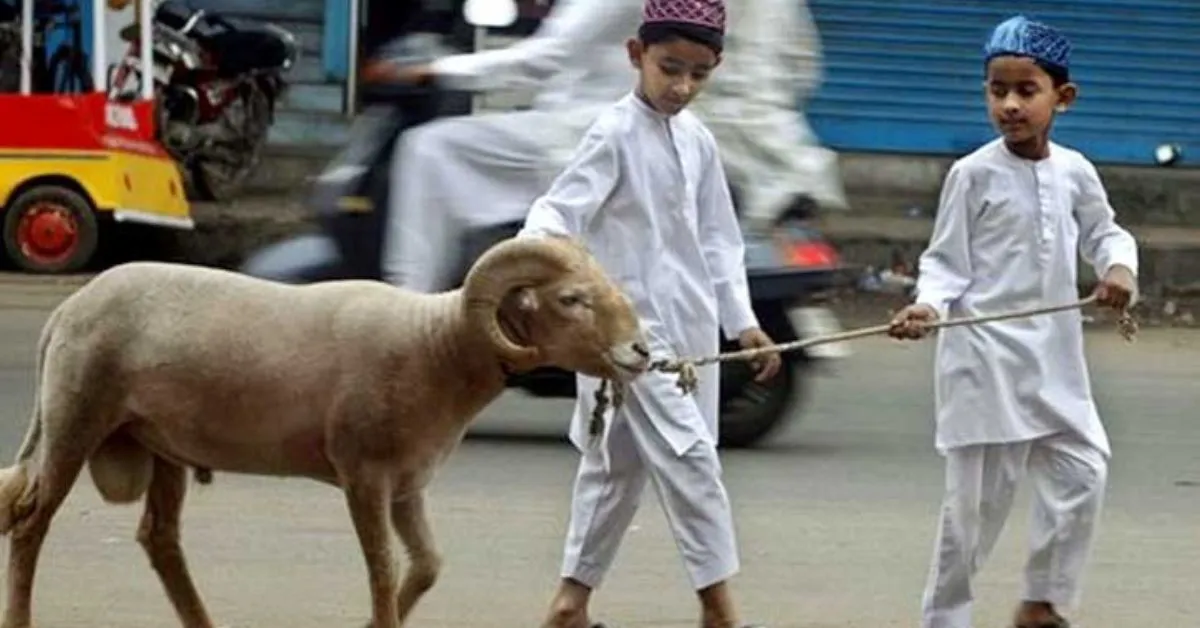 কোরবানির পশু বিক্রি করা যাবে কি