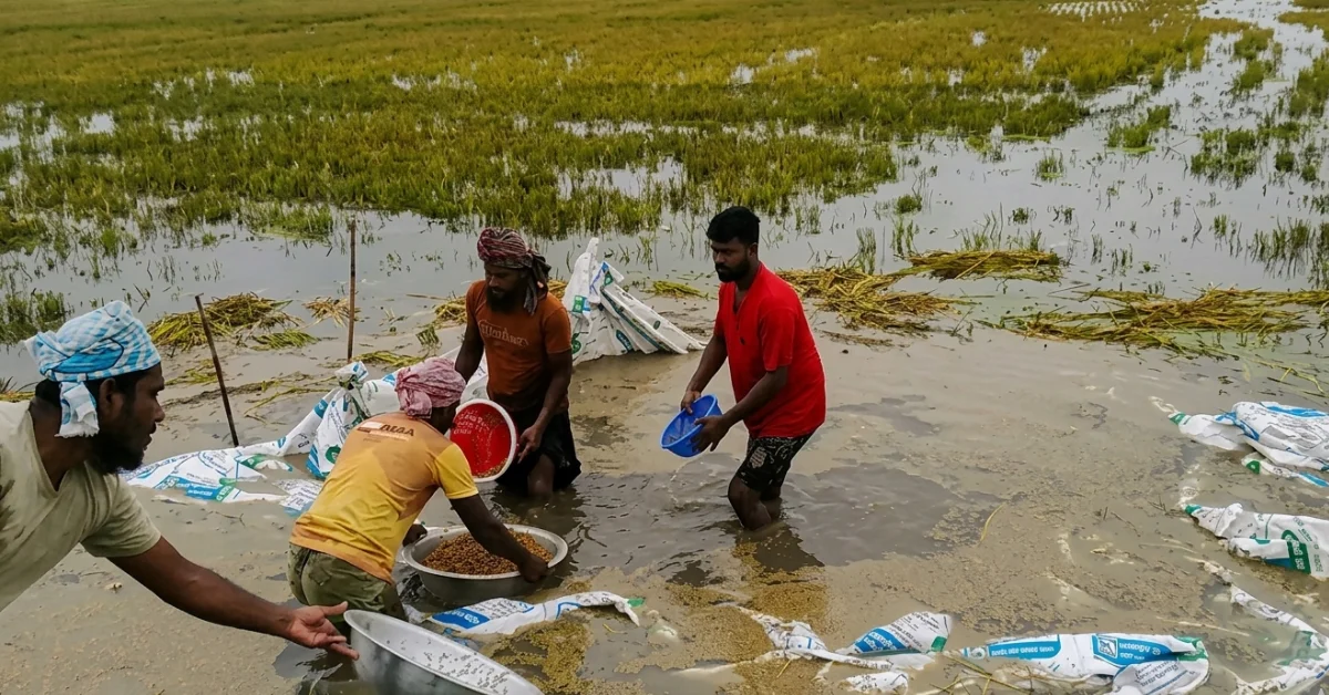 হাওরে ধান তলিয়ে গেছে বন্যায় ২০২৬