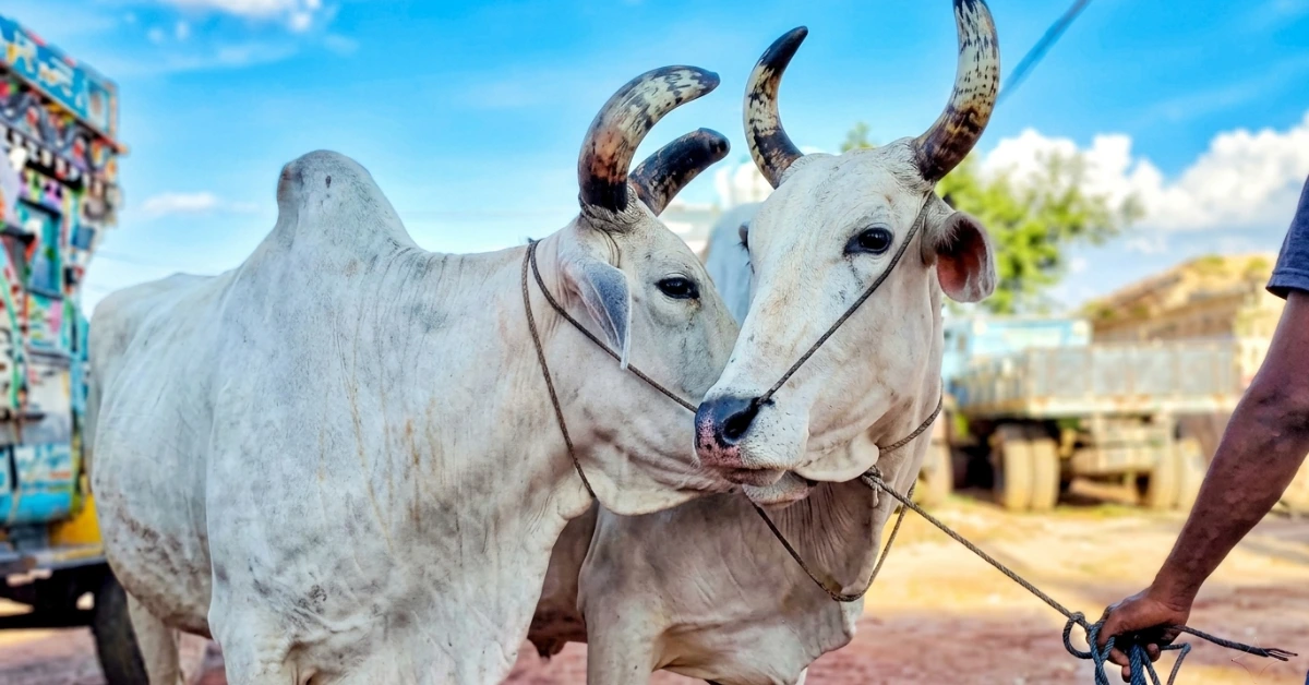 ঈদের দ্বিতীয় দিনের কোরবানি