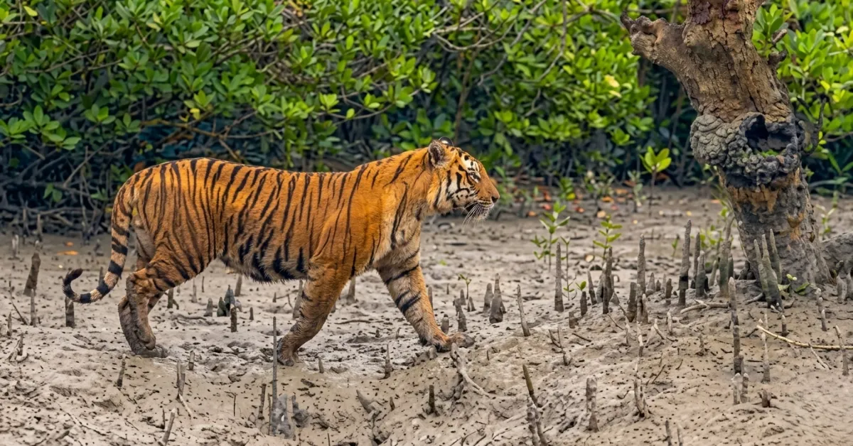 সুন্দরবনের দর্শনীয় স্থান