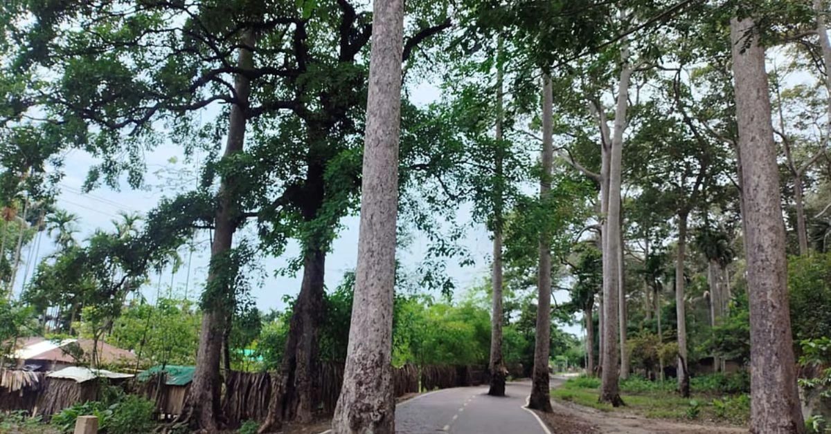টেকনাফ মেরিন ড্রাইভের শতবর্ষী গর্জনগাছ