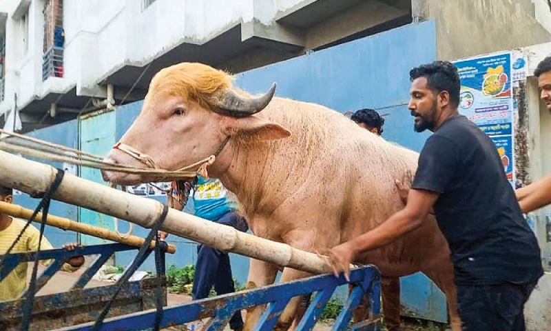 ডোনাল্ড ট্রাম্প মহিষ এখন বিএলআরআইতে