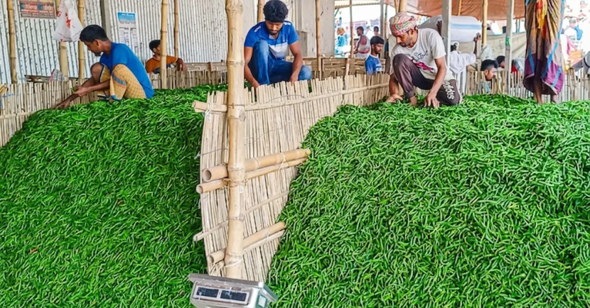 মরিচের দাম