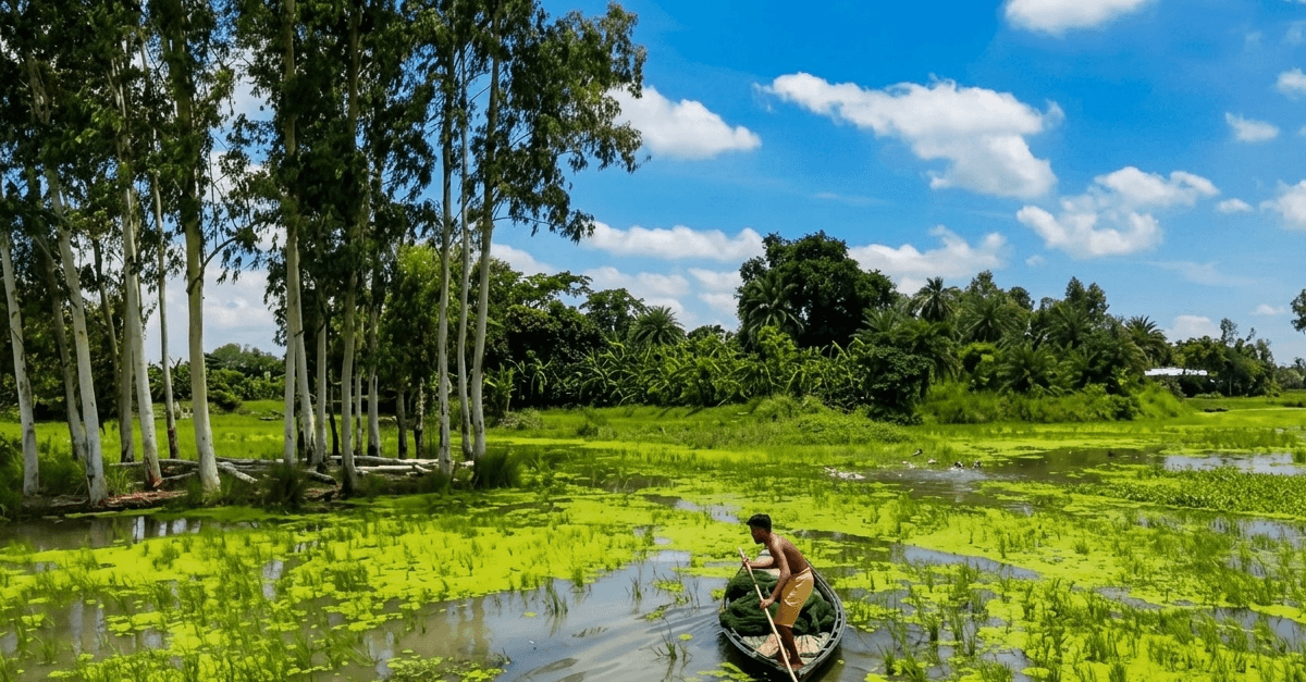 চলনবিলে চায়না দুয়ারি জাল
