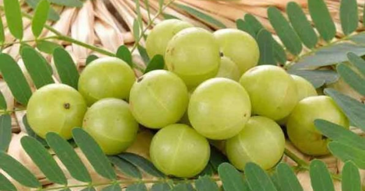 আমলকির-উপকারিতা
