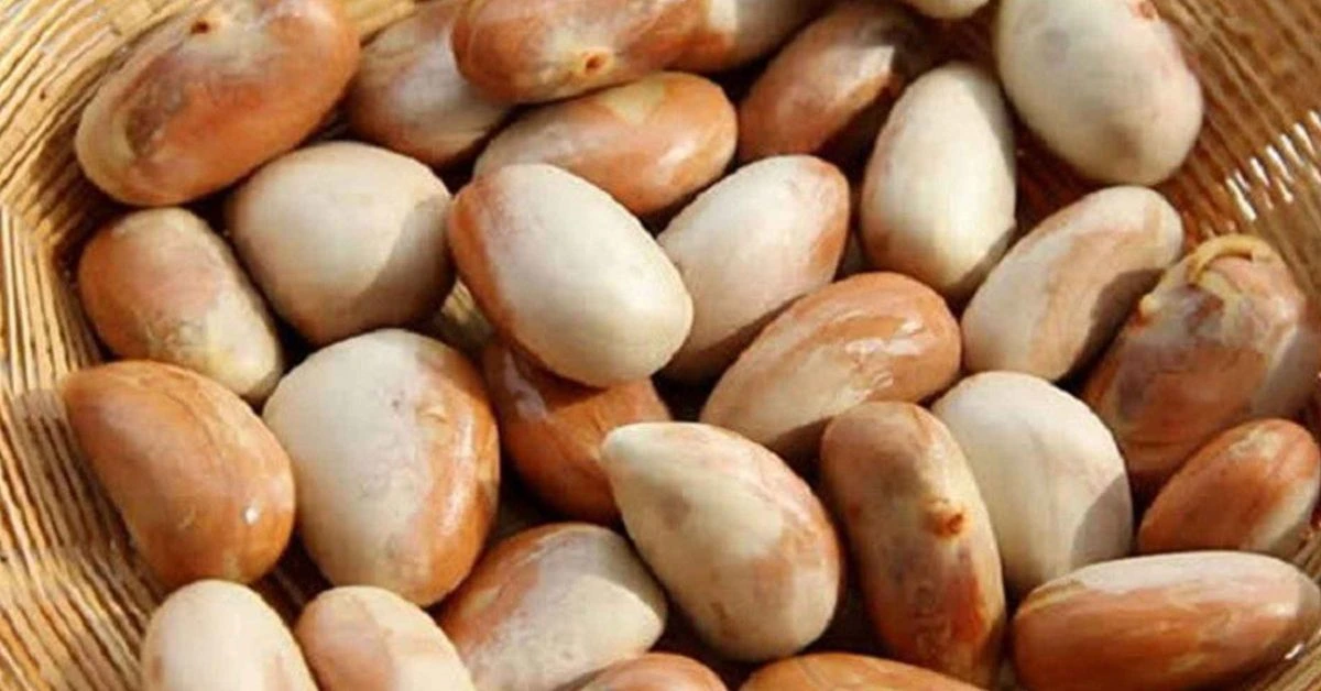 কাঁঠালের বিচির উপকারিতা ও পুষ্টিকর উপাদানের তালিকা