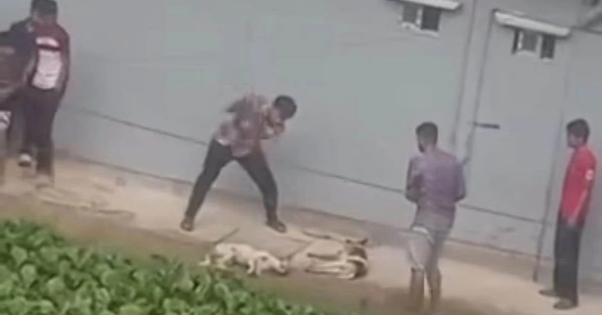 চট্টগ্রামে কুকুর পিটিয়ে হত্যা