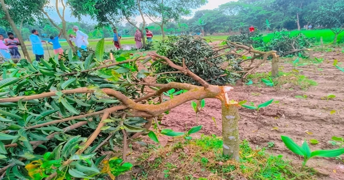 নবাবগঞ্জে দুর্বৃত্তদের কেটে ফেলা আমবাগানের শতাধিক আমগাছ