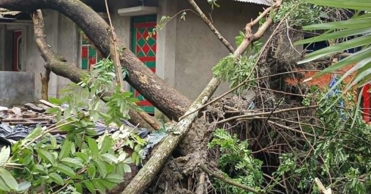 সোনাগাজীতে উপড়ে পড়া গাছ
