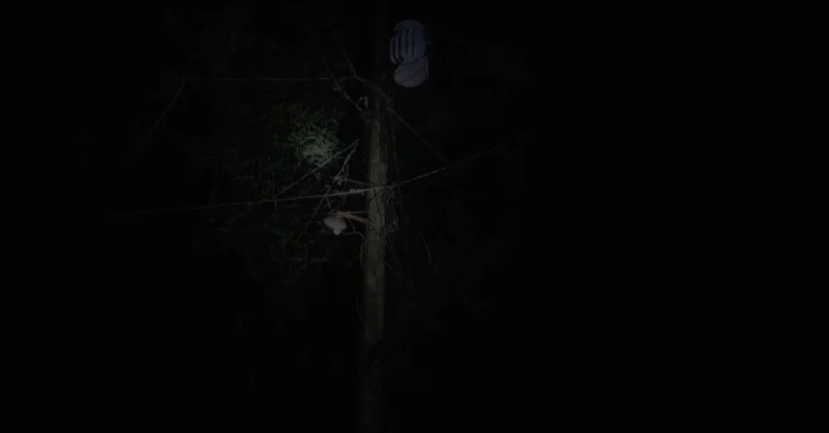 সড়কবাতি দক্ষিণ গাছবাড়িয়া হরিনার পাড়া