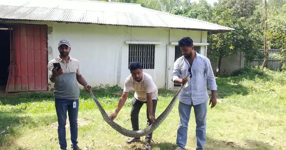 চন্দনাইশে অজগর উদ্ধার