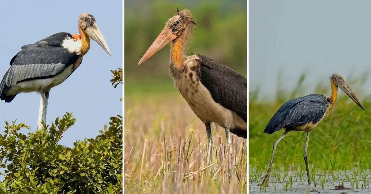 বাংলাদেশের দুর্লভ মদনটাক পাখি