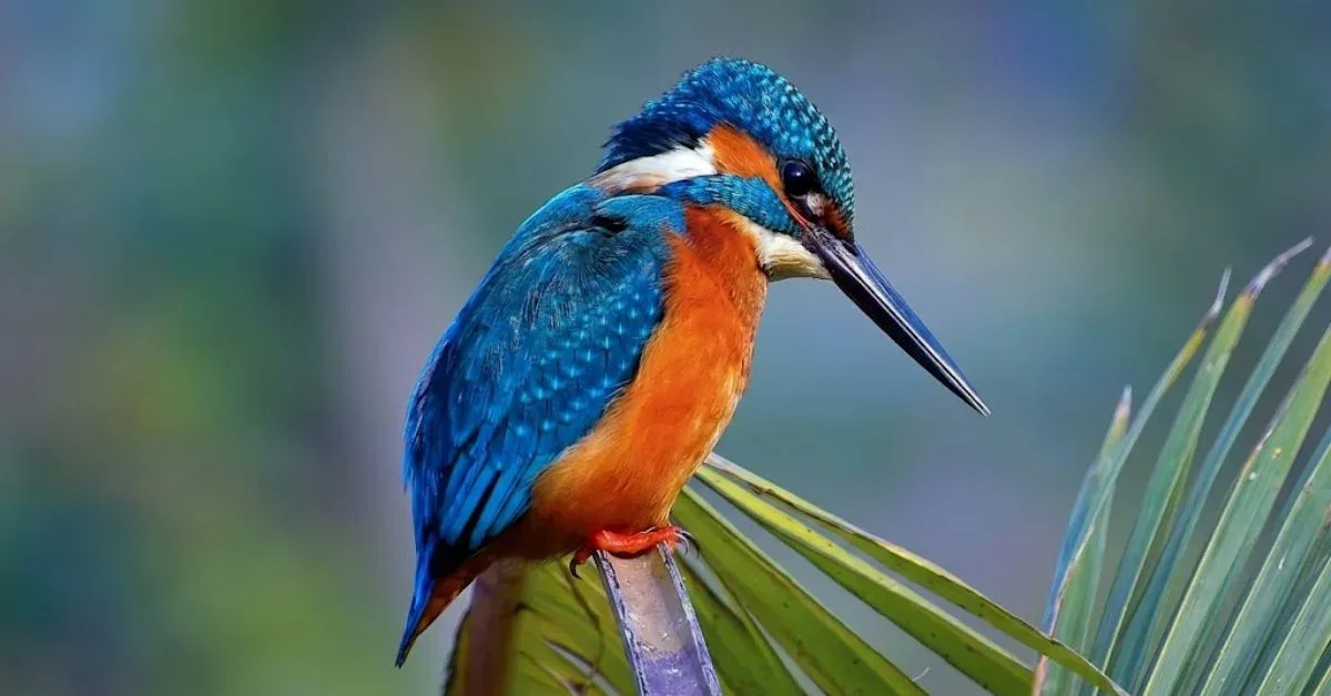 মাছরাঙা পাখি