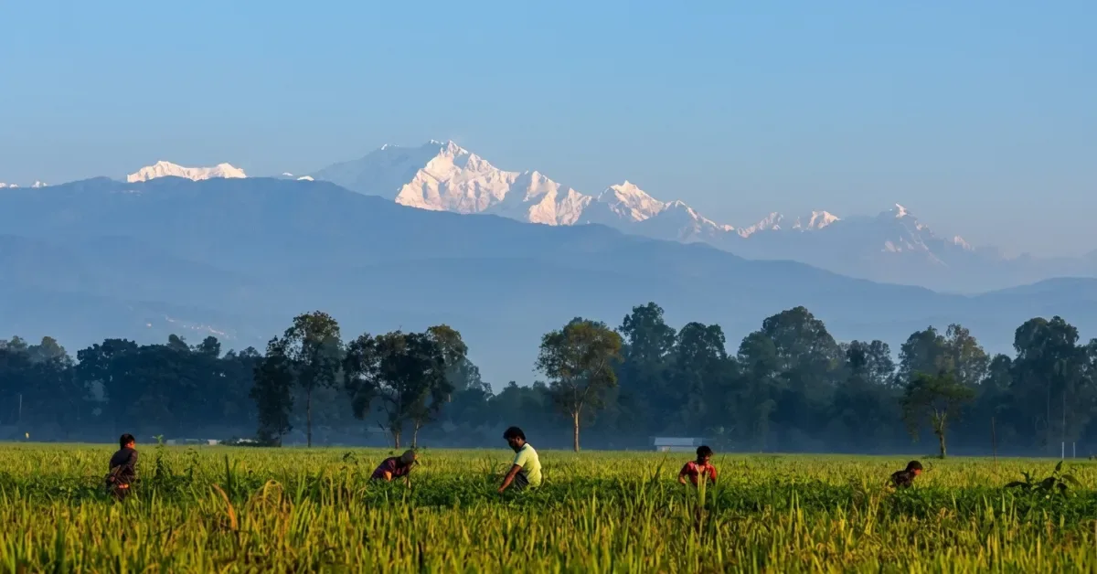 তেঁতুলিয়া থেকে কাঞ্চনজঙ্ঘার দৃশ্য