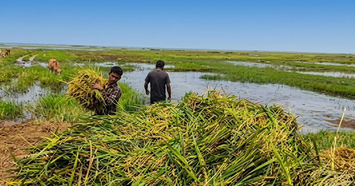 হাওরে ধান তলিয়ে গেছে বন্যায় ২০২৬