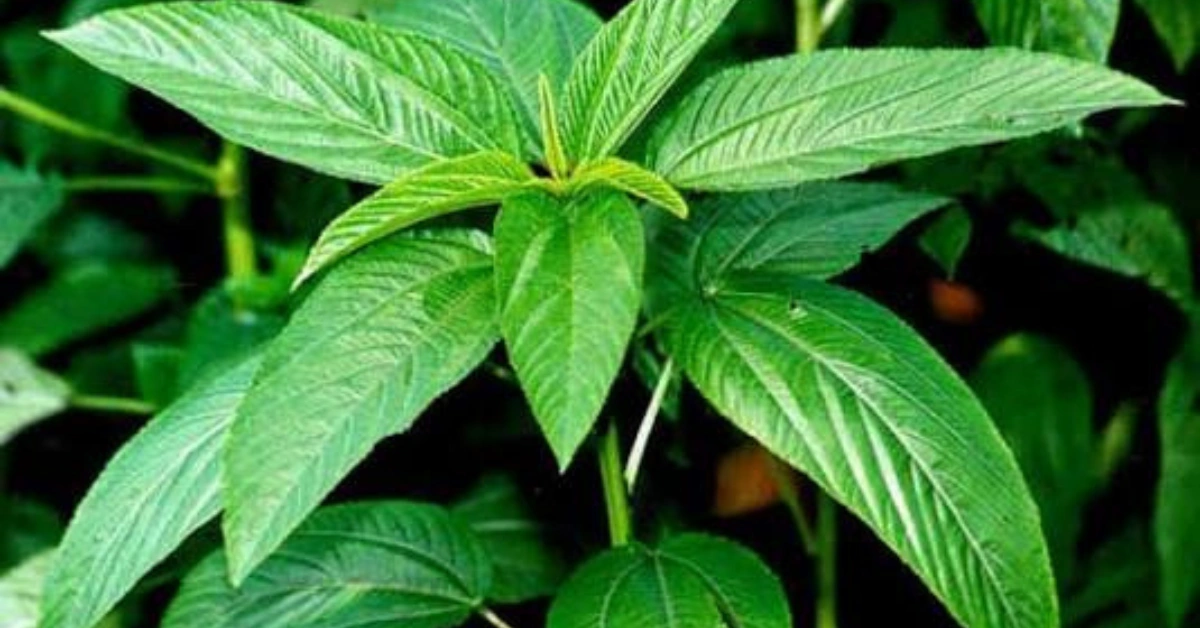 কোন শাক কেন খাবেন? ১২ শাকের অবিশ্বাস্য স্বাস্থ্যগুণ জানুন 13 পাট শাক