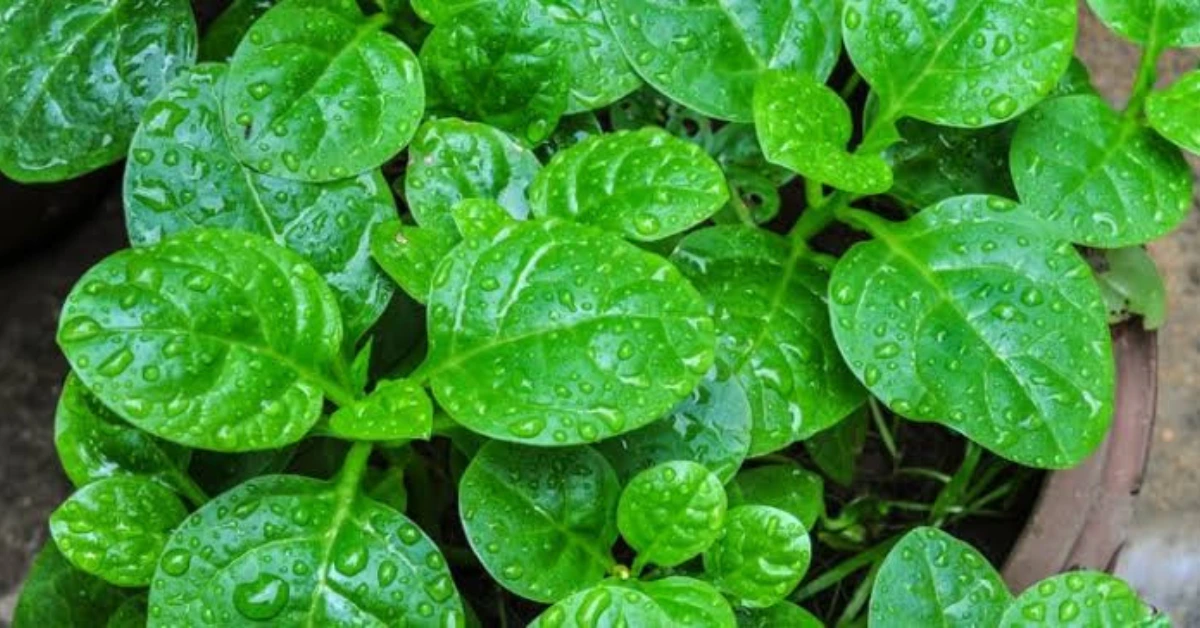কোন শাক কেন খাবেন? ১২ শাকের অবিশ্বাস্য স্বাস্থ্যগুণ জানুন 1 পুঁই শাক