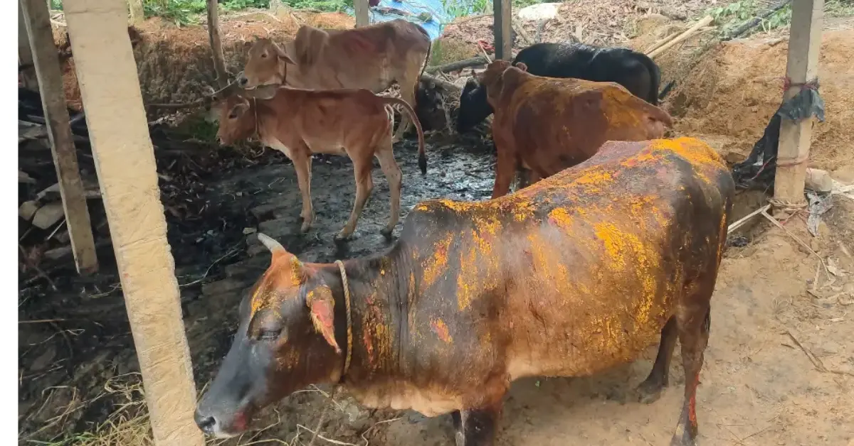 চন্দনাইশে গোয়াল ঘরে দুর্বৃত্তের আগুন, পুড়ে গেছে ৭গরু 1 চন্দনাইশ গোয়াল ঘরে অগ্নিসংযোগের ঘটনা