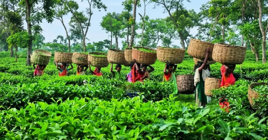 চা শিল্প উন্নয়ন: বড় সহায়তার আশ্বাস দিলেন প্রধানমন্ত্রী তারেক রহমান 1 বাংলাদেশে চা বাগানের উৎপাদন