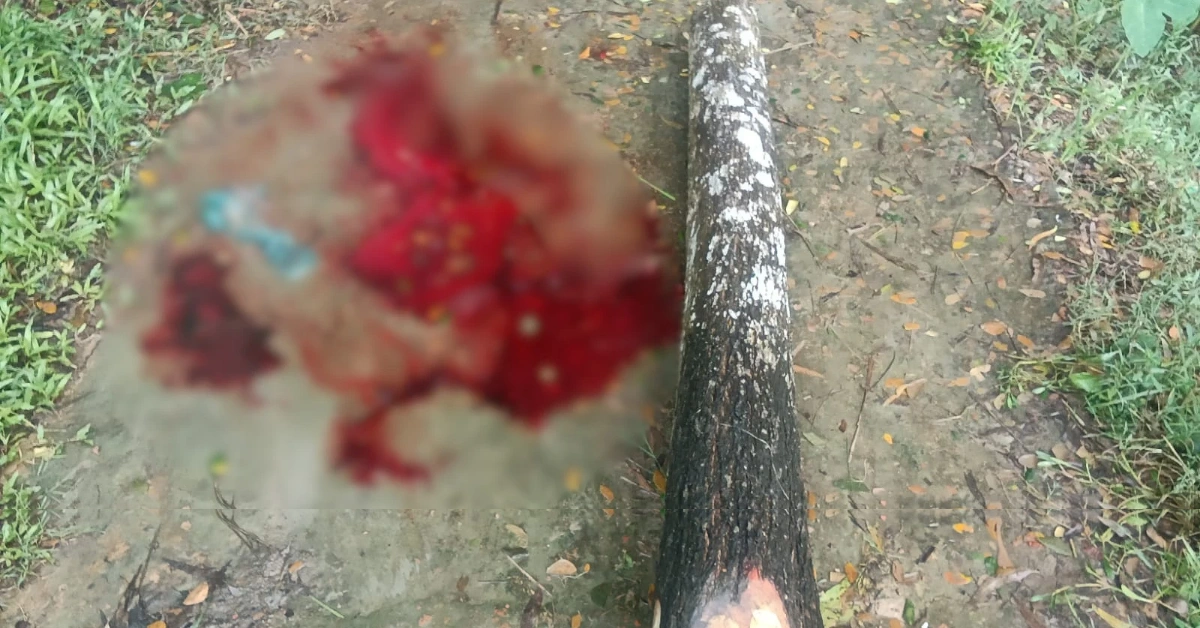 চন্দনাইশে গাছ কাটতে গিয়ে শ্রমিকের মৃত্যু 1 গাছ কাটতে গিয়ে শ্রমিকের মৃত্যু