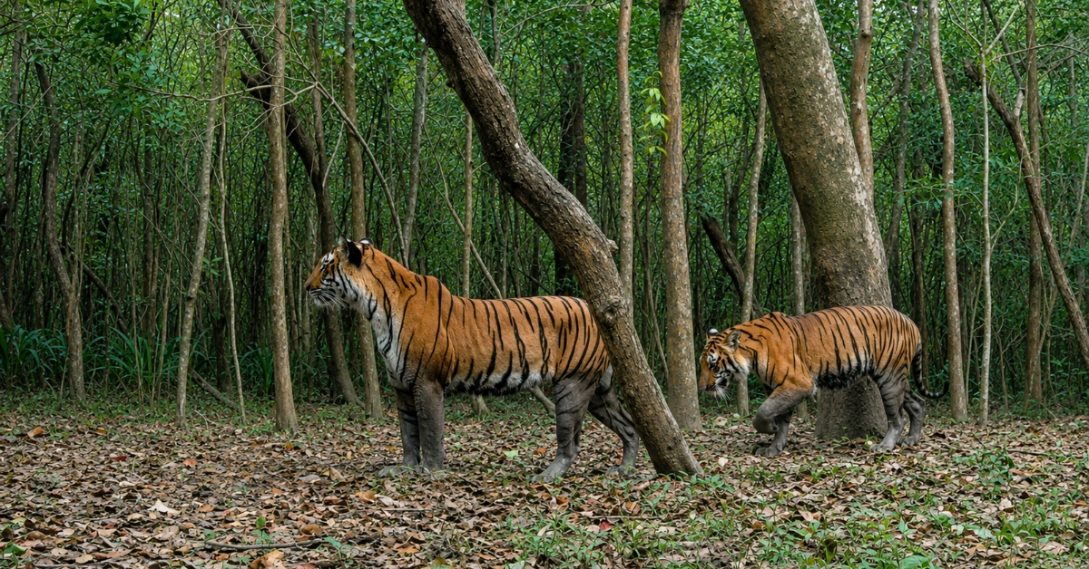 সুন্দরবনে রয়েল বেঙ্গল টাইগারের অবাধ বিচরণ